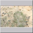 Andrena vaga - Weiden-Sandbiene -09- 01.jpg